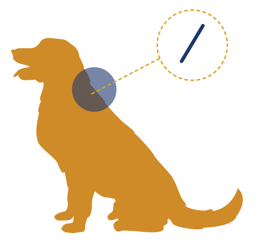 what does microchip mean in a dog