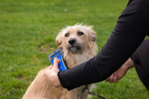 A joyful pet reunion thanks to microchip registry