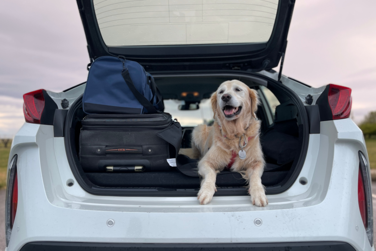 CDC Pet Travel Regulations - Dogs Entering Into U.S.