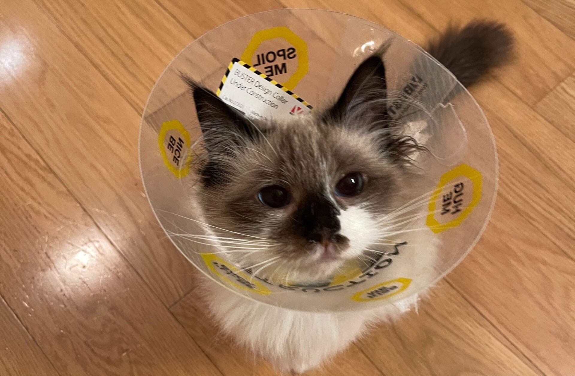 spay neuter cats and kittens