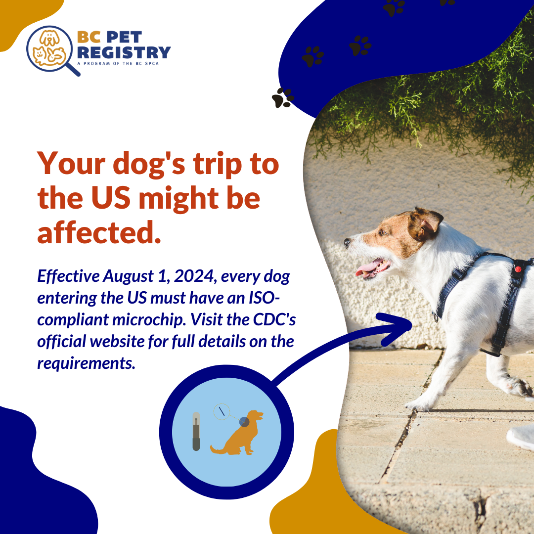New CDC Travel Regulations Bringing Dogs Into the U.S.