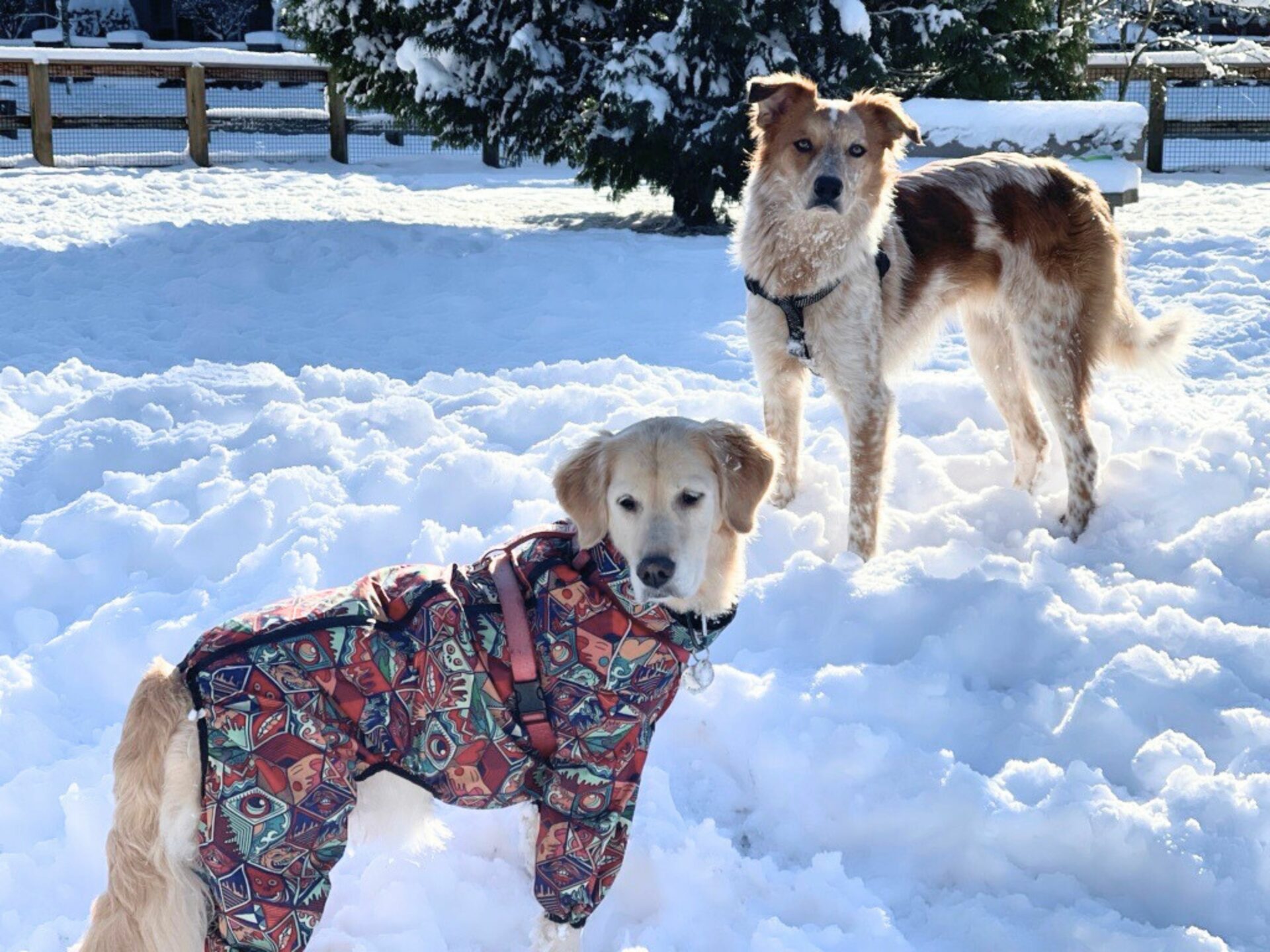dogs in winter snow