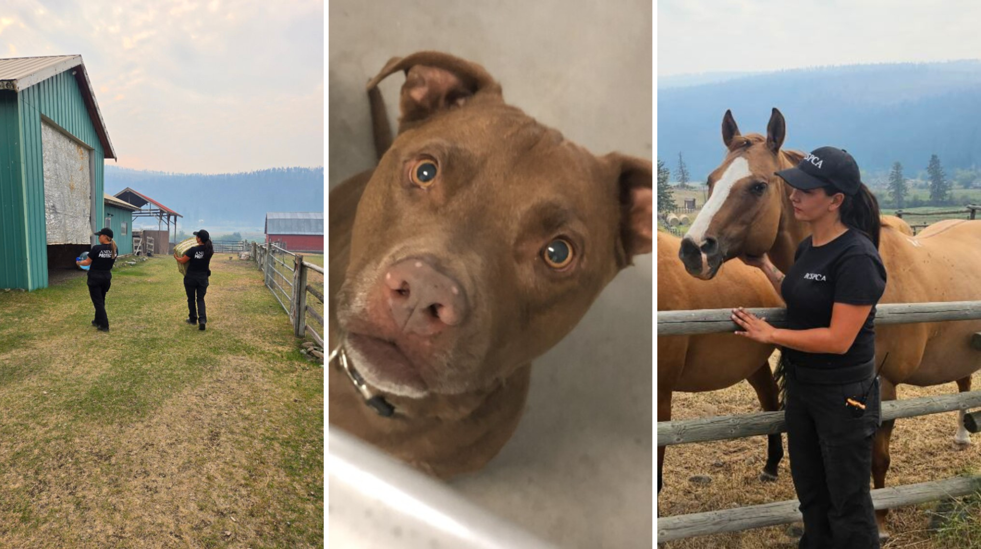 2026 wildfire BC SPCA