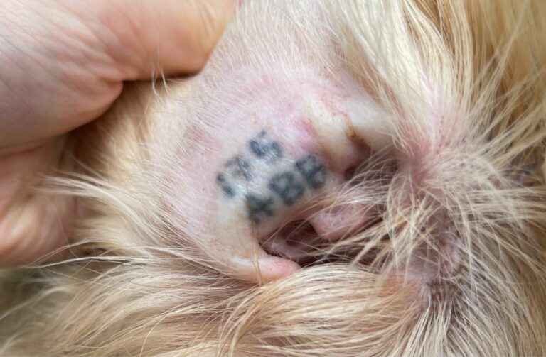 legible ear tattoo code