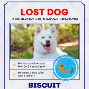 lost, missing dog poster