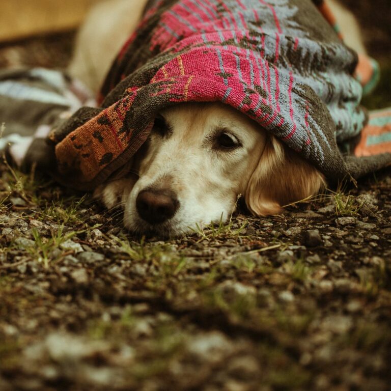 lost dog outside
