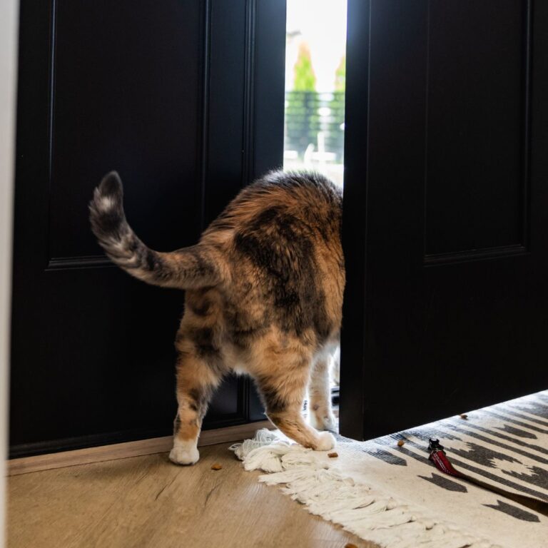 cat escaping
