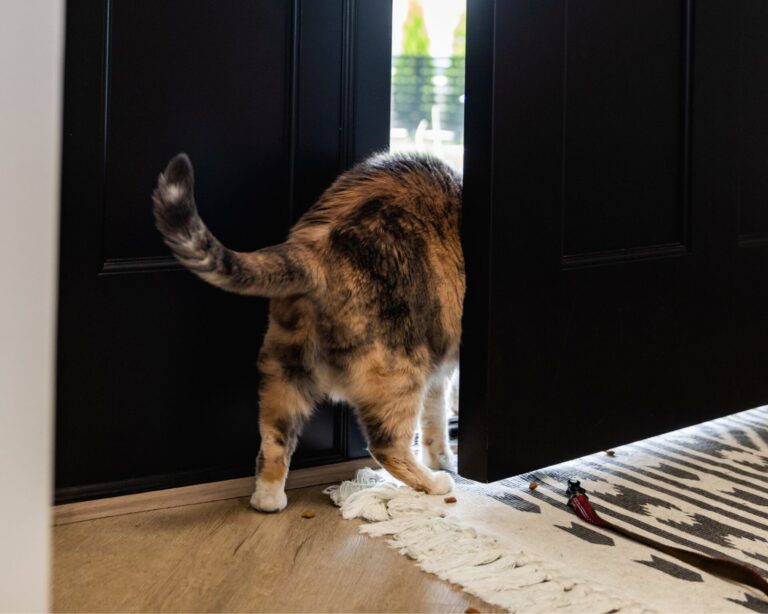 cat escaping