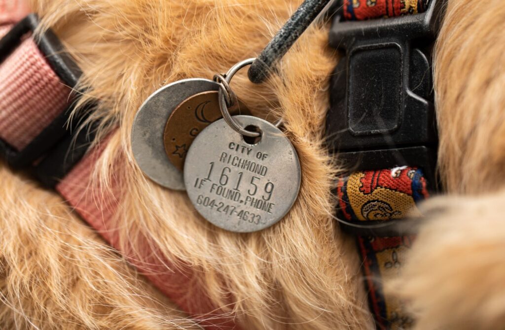 dog municipal license