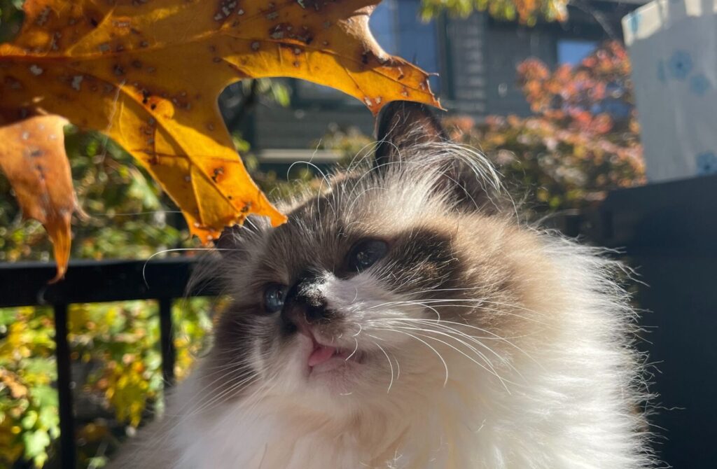 outdoor cat