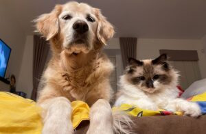 pet sitting dog and cat