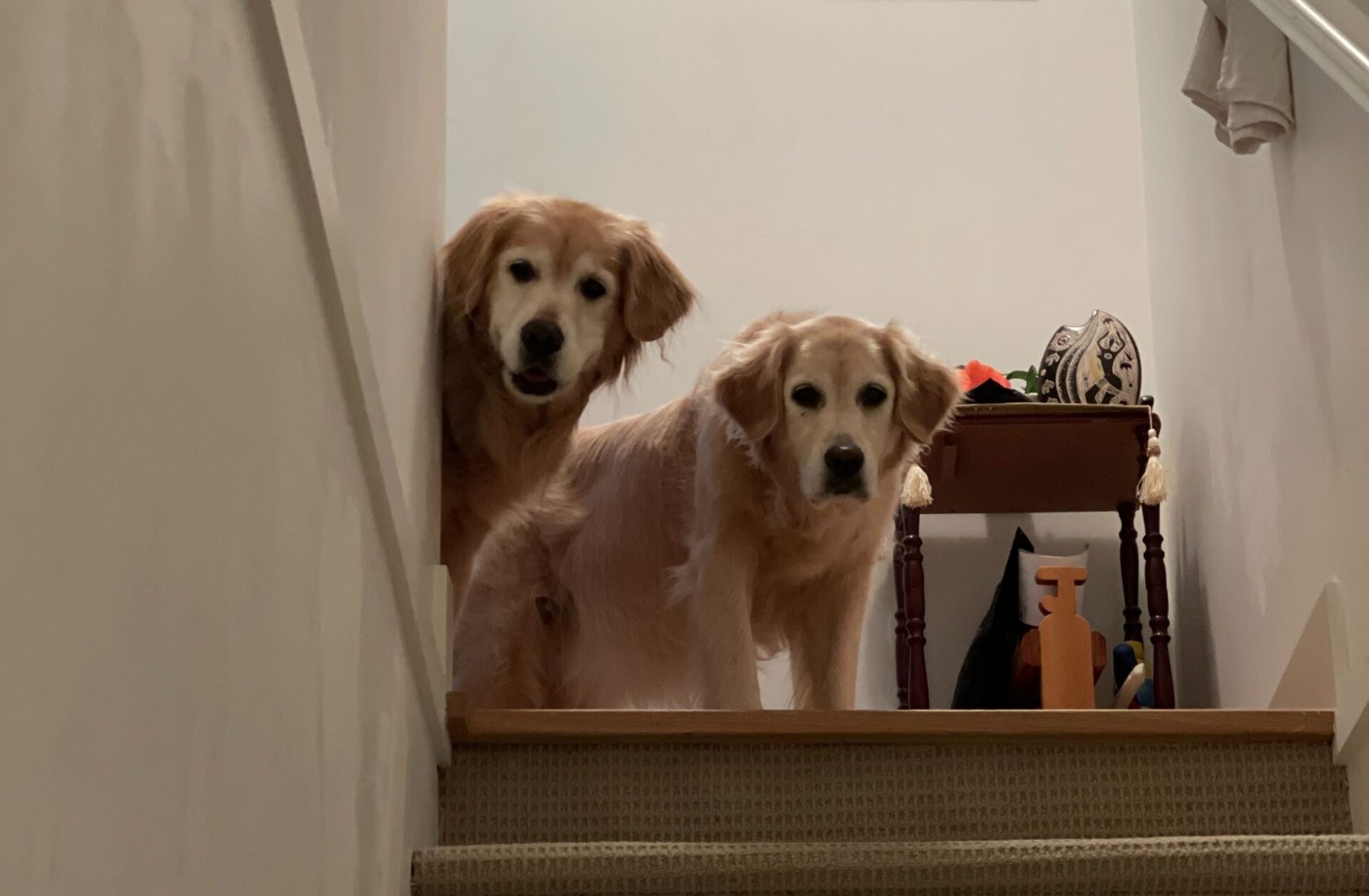 pet sitting dog