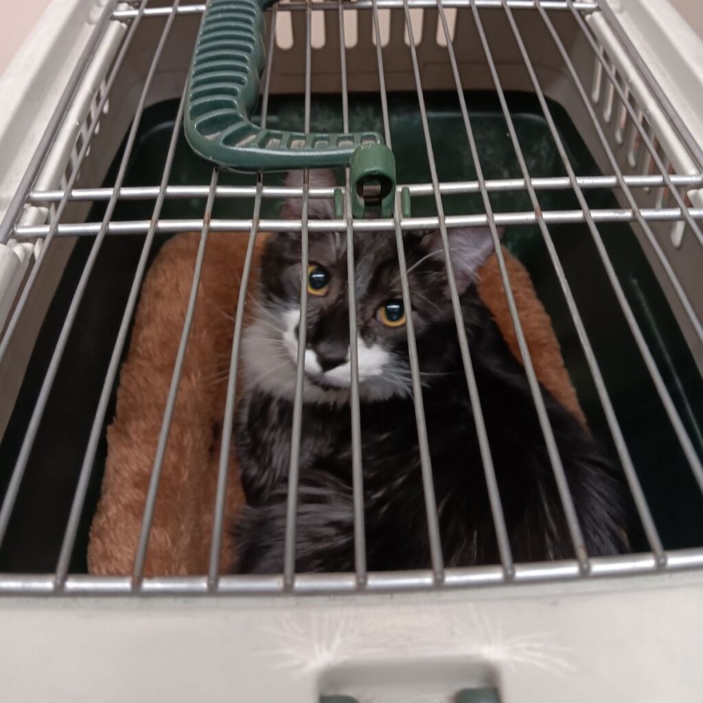 vernon microchip clinic pets