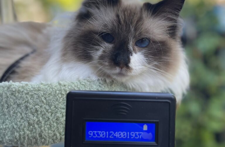 cat and scanner