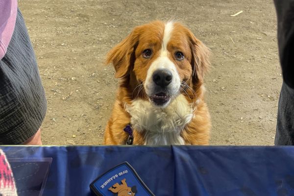 dog why microchip registration matters