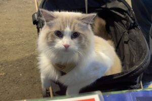 cat at national pet market 2025 friendly paws society