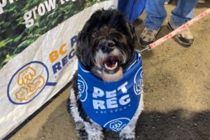 dog at national pet market 2025 friendly paws society