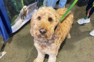 dog at national pet market 2025 friendly paws society