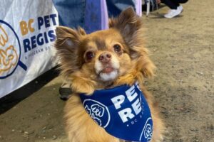 dog at national pet market 2025 friendly paws society
