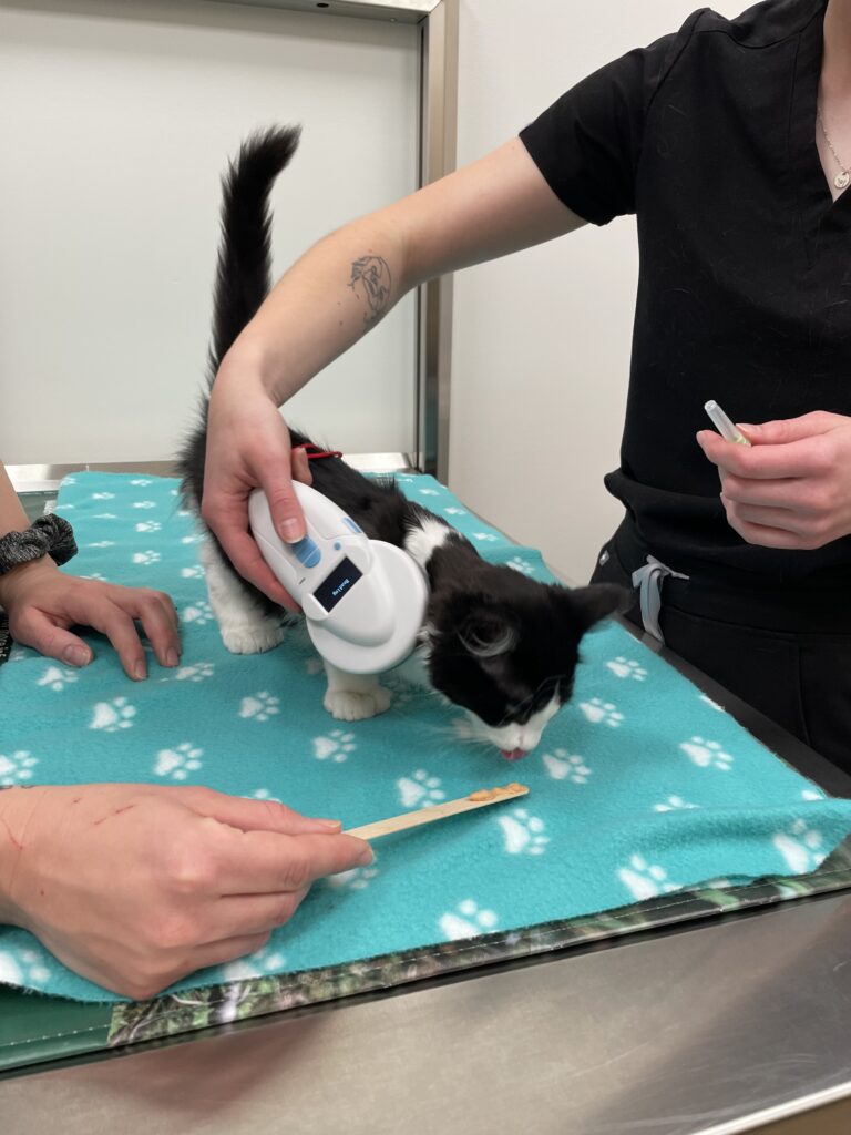 City Centre Vet Kelowna Microchip Clinic
