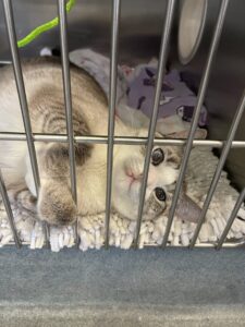 lost cat brought to BC SPCA