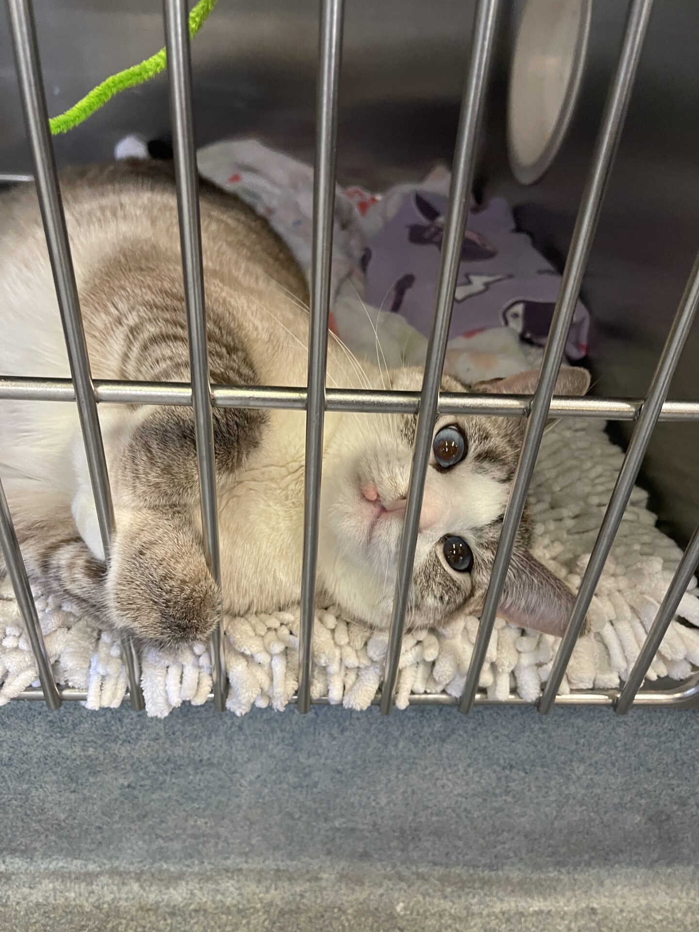 lost cat brought to BC SPCA