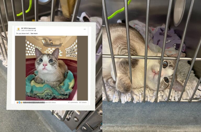 lost cat brought to BC SPCA Vancouver Community Animal Centre