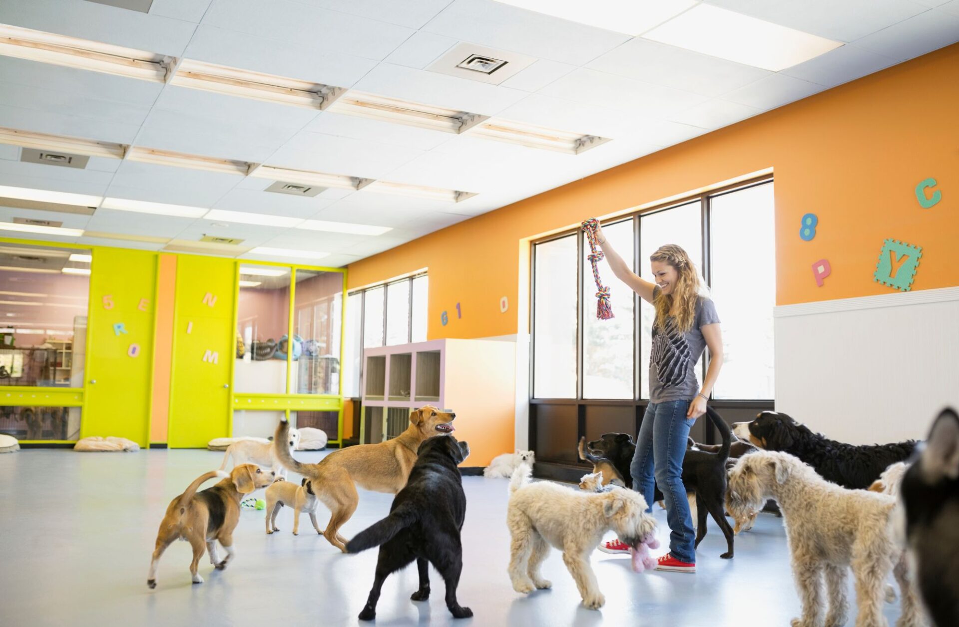 doggy day care stock photo