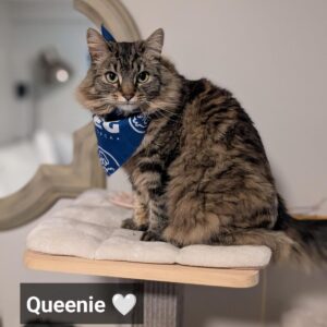 City Centre Vet Kelowna