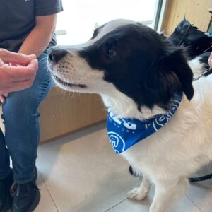 City Centre Vet Kelowna