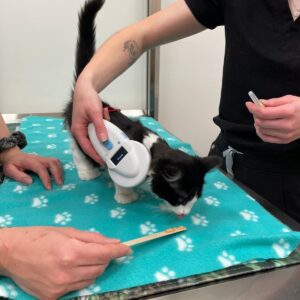 City Centre Vet Kelowna