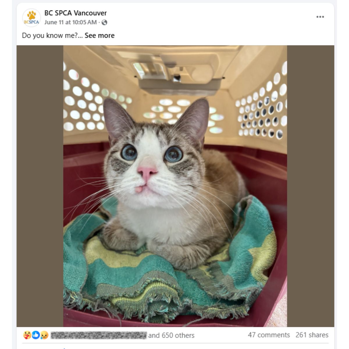 lost cat brought to BC SPCA Vancouver Community Animal Centre
