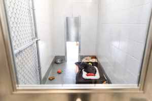 dog daycare, boarding facility