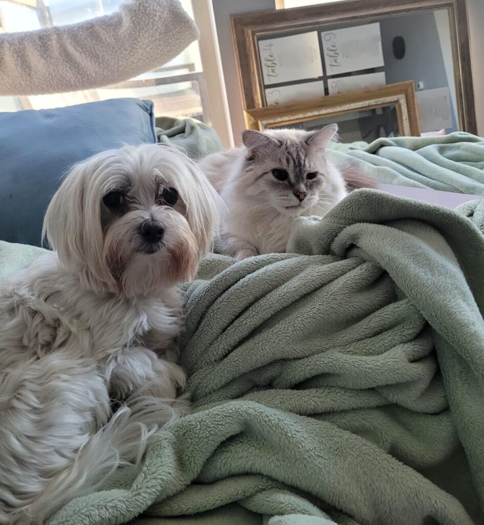 pet sit, boarding, daycare