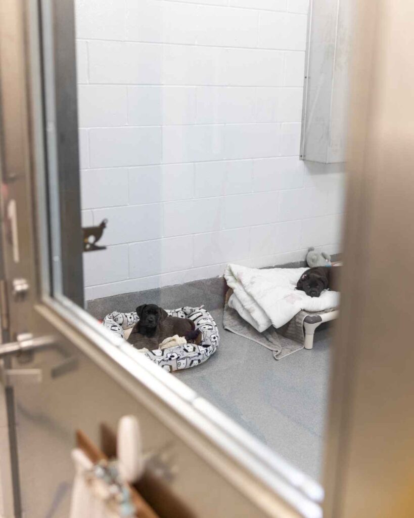 daycare, boarding facility