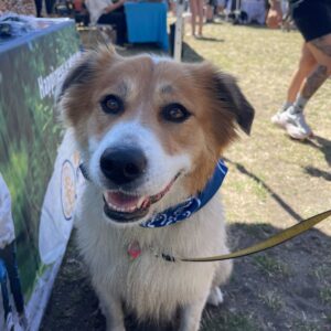2025 PawsFest Dogs Pets (14)