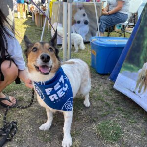 2025 PawsFest Dogs Pets (15)