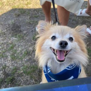 2025 PawsFest Dogs Pets (17)