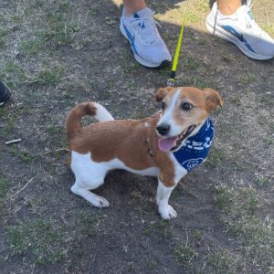 2025 PawsFest Dogs Pets (2)