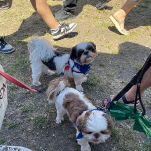 2025 PawsFest Dogs Pets (3)