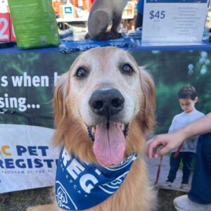2025 PawsFest Dogs Pets (4)