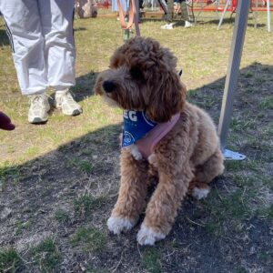 2025 PawsFest Dogs Pets (6)