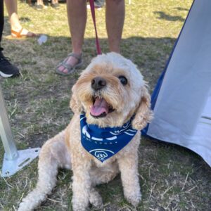 2025 PawsFest Dogs Pets (7)