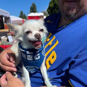 2025 PawsFest Dogs Pets (8)