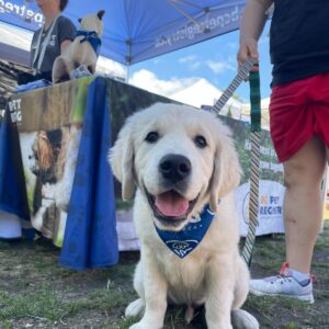 2025 PawsFest Dogs Pets (9)