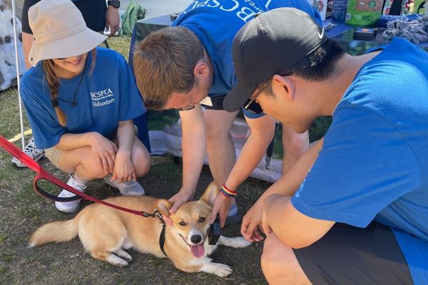 2025 PawsFest Volunteers (5)