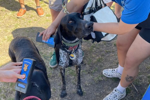 2025 PawsFest Volunteers (6)