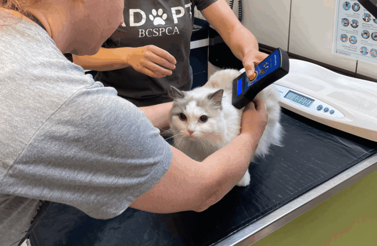 BC SPCA Vancouver Microchip Clinic