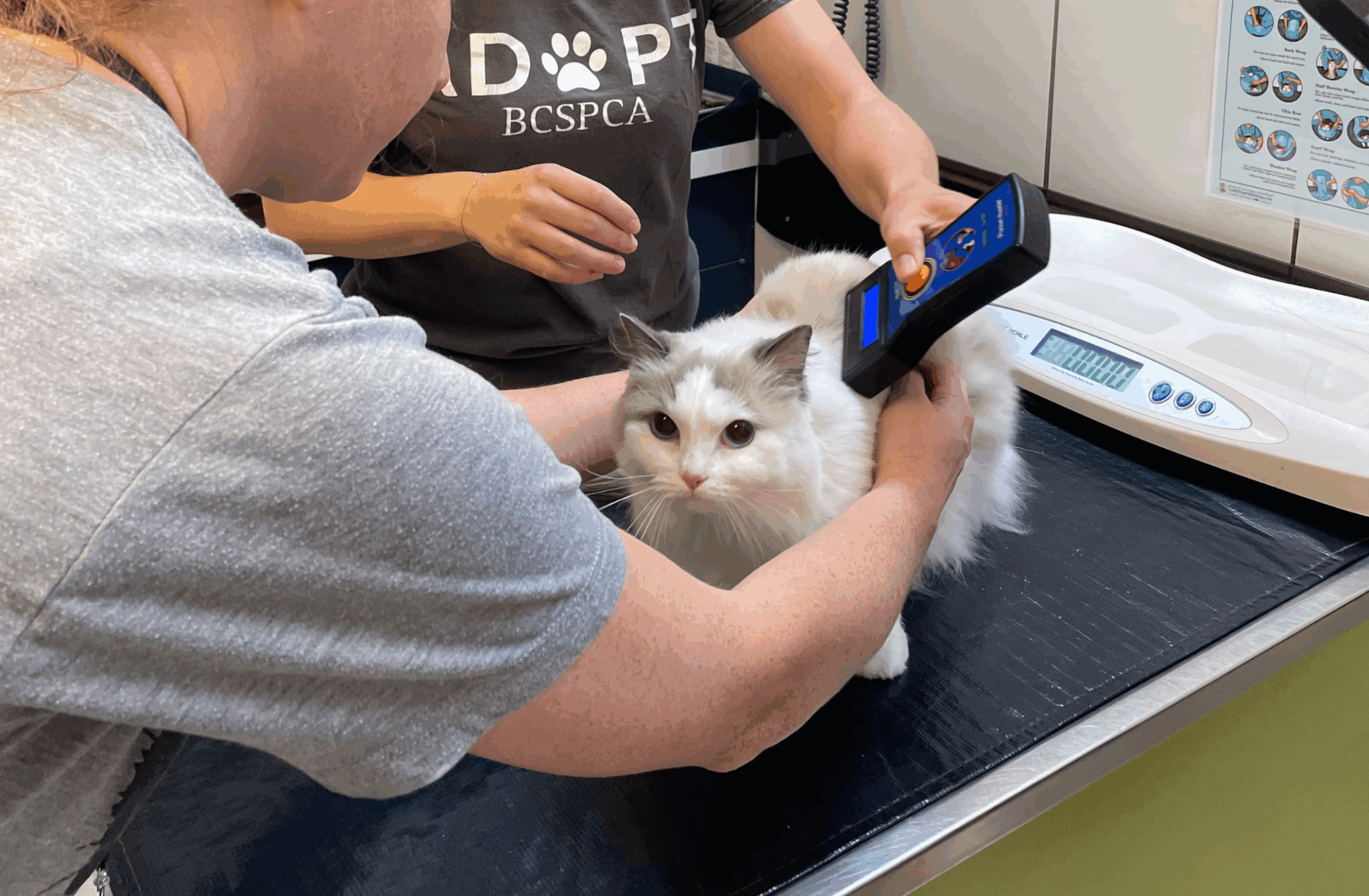 BC SPCA Vancouver Microchip Clinic