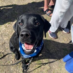 2025 PawsFest Dogs Pets